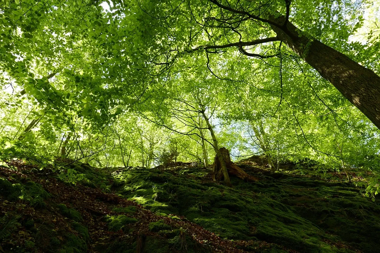 Caravan mieten Eisenach - Drachenschlucht