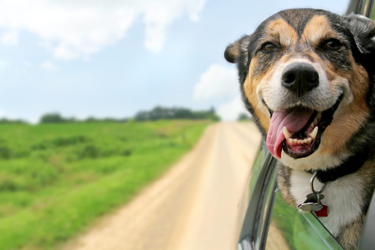 Wohnmobil Magazin - Wohnmobil-Urlaub mit Hund