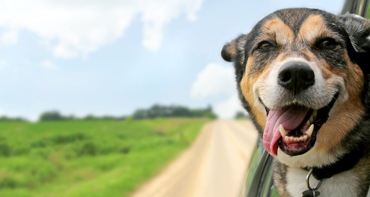 Wohnmobil mieten mit Haustier - Reisen mit Hund